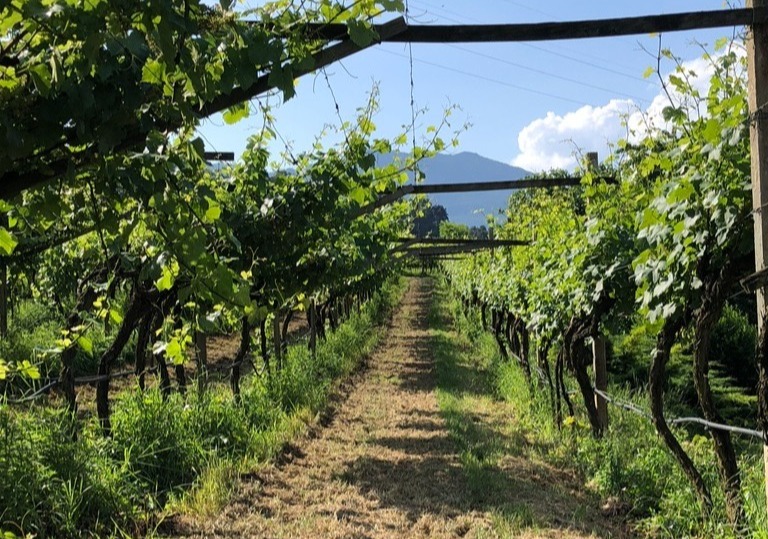 Pergola-trained vines in Trentino-Alto Adige, an overhead training system adapted to alpine sunlight and snowfall.